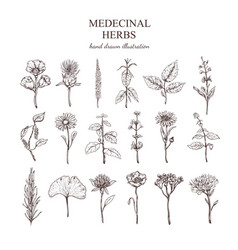 Hand Drawn Medical Herbs Collection