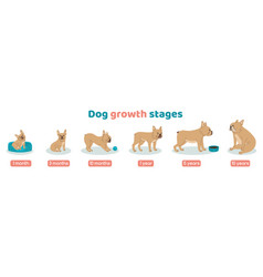 Dog Growth Stages Set