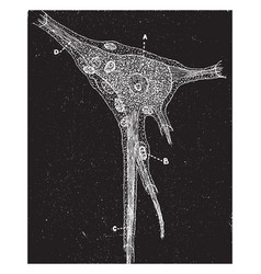 Ganglion Cell Structure Of Vintage