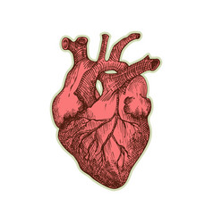 Sticker Of Human Heart Vintage Anatomy Engraving