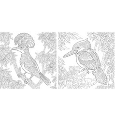 Coloring Pages With Exotic Tropical Birds