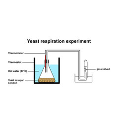 Yeast Respiration Experiment