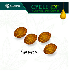 Cycle A Cannabis Plant Growth