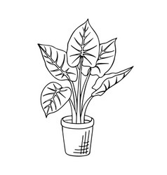 Doodle Of Alocasia Odora In Pot