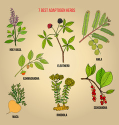 Best Adaptogen Herbs