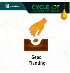 Cycle A Cannabis Plant Growth