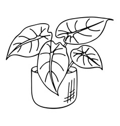 Doodle Of Alocasia In Pot