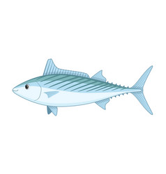 Atlantic Bonito Fish On A White Background