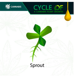 Cycle A Cannabis Plant Growth