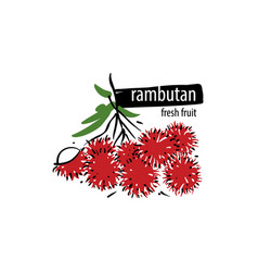 Drawn Rambutan On A White Background