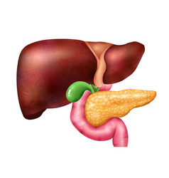 Pancreas And Liver Composition