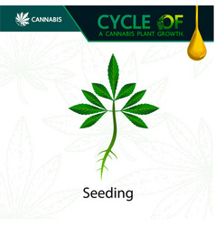 Cycle A Cannabis Plant Growth