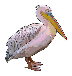 Pelican Vector Images (over 1,400)