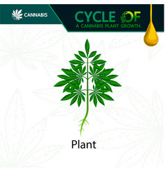 Cycle A Cannabis Plant Growth