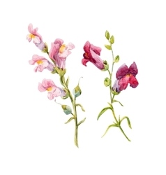 Watercolor Snapdragon Flower