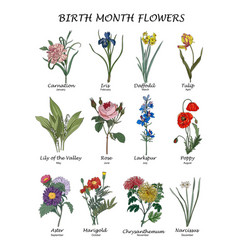 Birth Month Flowers Colorful Set Isolated