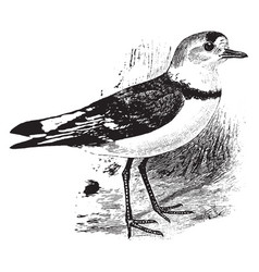 Piping Plover Vintage