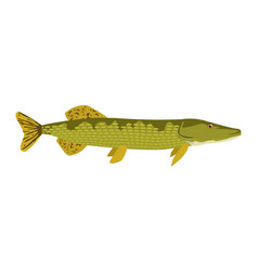 Esox Lucius - Northern Pike - Side View