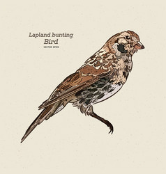 Lapland Longspur Calcarius Lapponicus Also