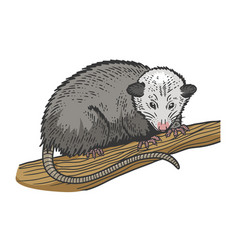 Opossum Sketch