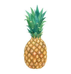 Pineapple Fruit Hand Drawn Botanical Food