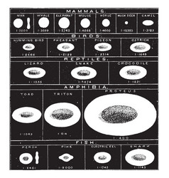 Red Blood Cells In Vertebrata Vintage