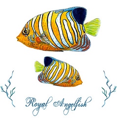 Royal Angelfish