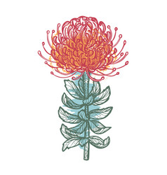 Traditional African Protea Flower