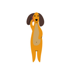 Purebred Brown Dachshund Dog Talking On Phone