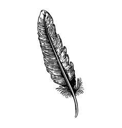 Vintage Feather - Black And White Art