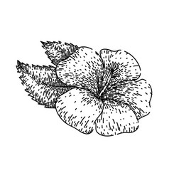 Hawaii Hibiscus Sketch Hand Drawn