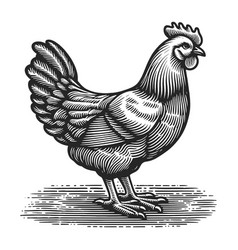 Rooster Engraving Sketch