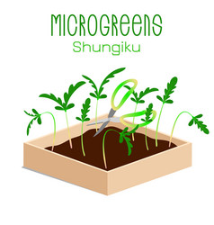 Microgreens Shungiku Sprouts In A Bowl Sprouting