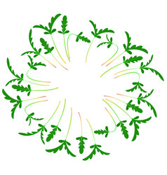 Microgreens Shungiku Arranged In A Circle White