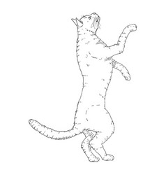 Cat On His Hind Paws Sketch Feline