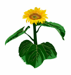 Realistic Drawing Of Sunflower Head With Leaves