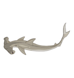 Cartoon Hammer-head Shark Sphyrnidae