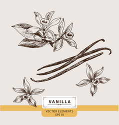 Vanilla Flowers Fragrance Oil