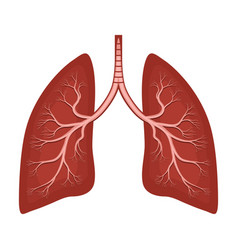 Human Lungs Anatomy Diagram