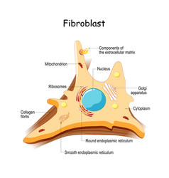 Fibroblast Cell Structure And Anatomy