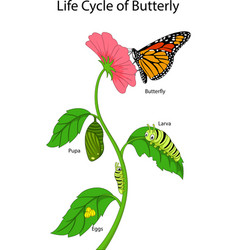 A Monarch Butterfly Life Cycle