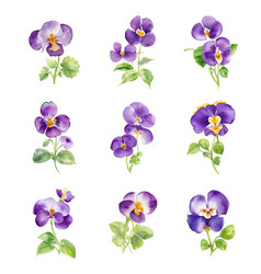 Set Of Pansy Flowers Isolated On White Background