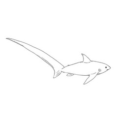 Sketch Fox Shark Common Thresher Shark Alopias