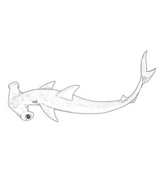 Sketch Hammer-head Shark Sphyrnidae