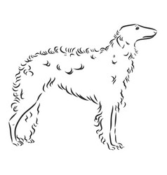 Dog Borzoi Or Russian Wolfhound