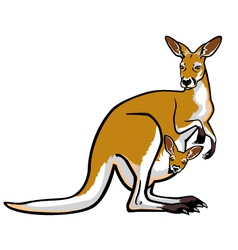 Red Kangaroo Female With Joey In Pouch