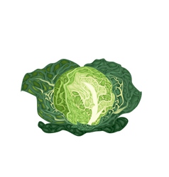 Fresh Green Savoy Cabbage On White Background