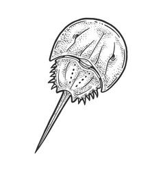 Xiphosura Horseshoe Crab Sketch