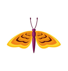 Yellow Moth Insect Animal