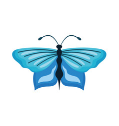 Beauty Blue Butterfly Insect